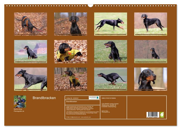 Produktbild: Brandlbracken (Wandkalender 2026 DIN A2 quer), CALVENDO Monatskalender