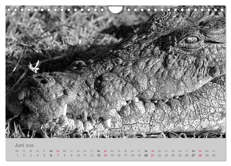 Produktbild: Die Seelen der wilden Tiere (Wandkalender 2026 DIN A4 quer), CALVENDO Monatskalender