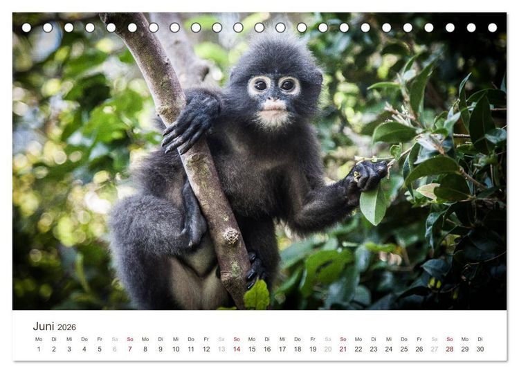 Produktbild: S&Uuml;DOSTASIEN (Tischkalender 2026 DIN A5 quer), CALVENDO Monatskalender