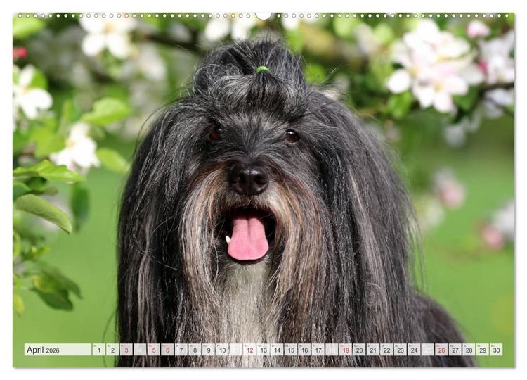 Produktbild: Tibet Terrier Theo (Wandkalender 2026 DIN A2 quer), CALVENDO Monatskalender