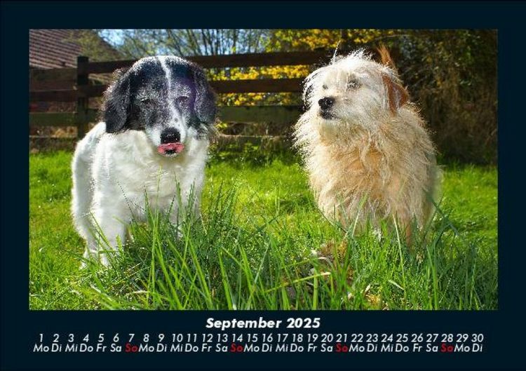 Produktbild: Hundezauber 2025 Fotokalender DIN A5