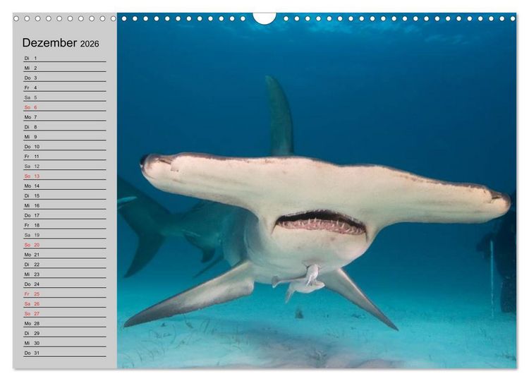 Produktbild: Haie (Wandkalender 2026 DIN A3 quer), CALVENDO Monatskalender