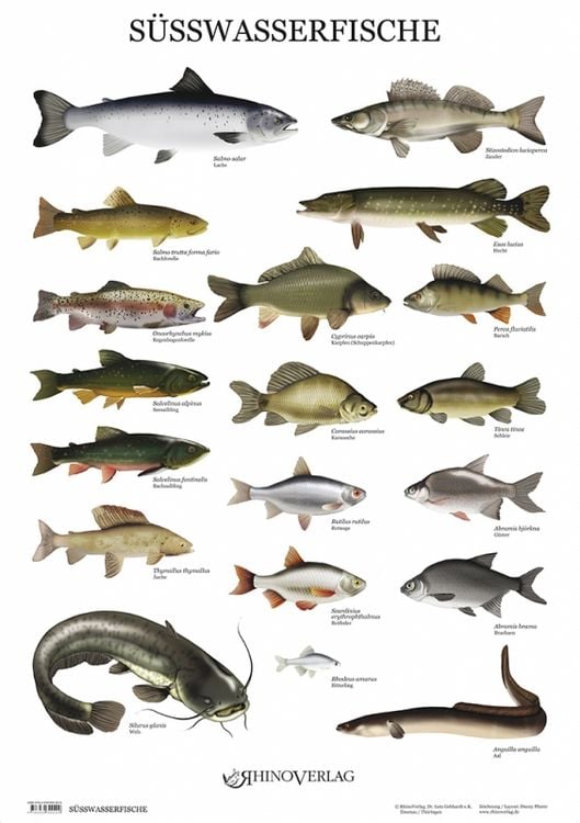 Produktbild: S&uuml;&szlig;wasserfische - Poster