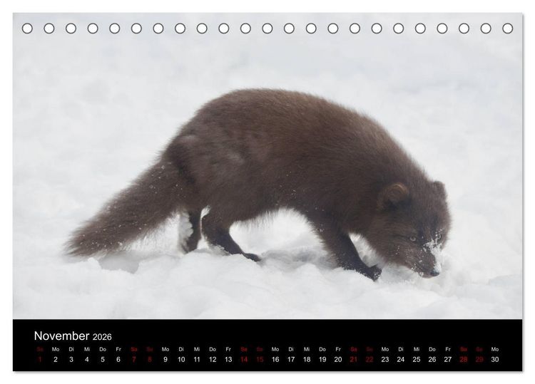 Produktbild: Polarfuchsstudien Wildlife (Tischkalender 2026 DIN A5 quer), CALVENDO Monatskalender