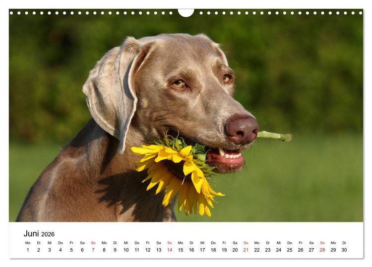 Produktbild: lach mit...just smile (Wandkalender 2026 DIN A3 quer), CALVENDO Monatskalender