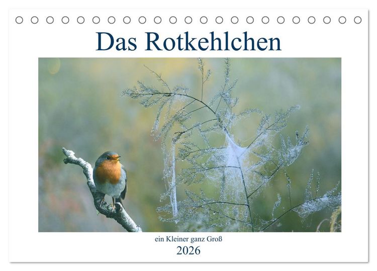 Produktbild: Das Rotkehlchen, ein Kleiner ganz Gro&szlig; (Tischkalender 2026 DIN A5 quer), CALVENDO Monatskalender