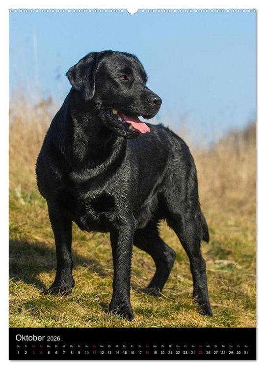 Produktbild: Faszination Labrador Retriever (hochwertiger Premium Wandkalender 2026 DIN A2 hoch), Kunstdruck in Hochglanz