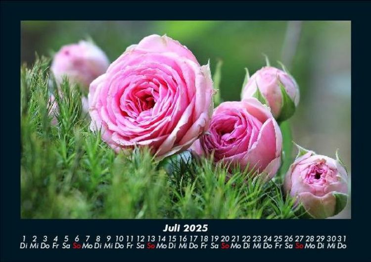Produktbild: Rosentraum 2025 Fotokalender DIN A5