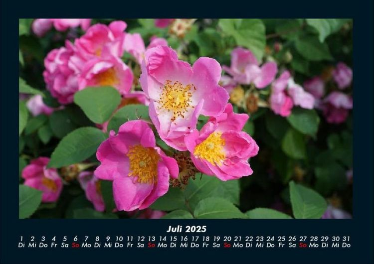Produktbild: Rosentraum 2025 Fotokalender DIN A4