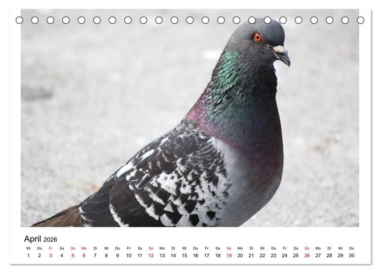 Produktbild: Geliebte Tauben (Tischkalender 2026 DIN A5 quer), CALVENDO Monatskalender