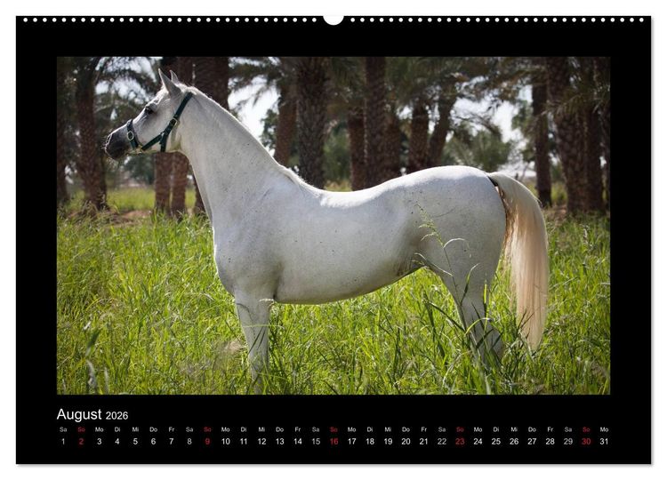 Produktbild: Vollblutaraber (hochwertiger Premium Wandkalender 2026 DIN A2 quer), Kunstdruck in Hochglanz