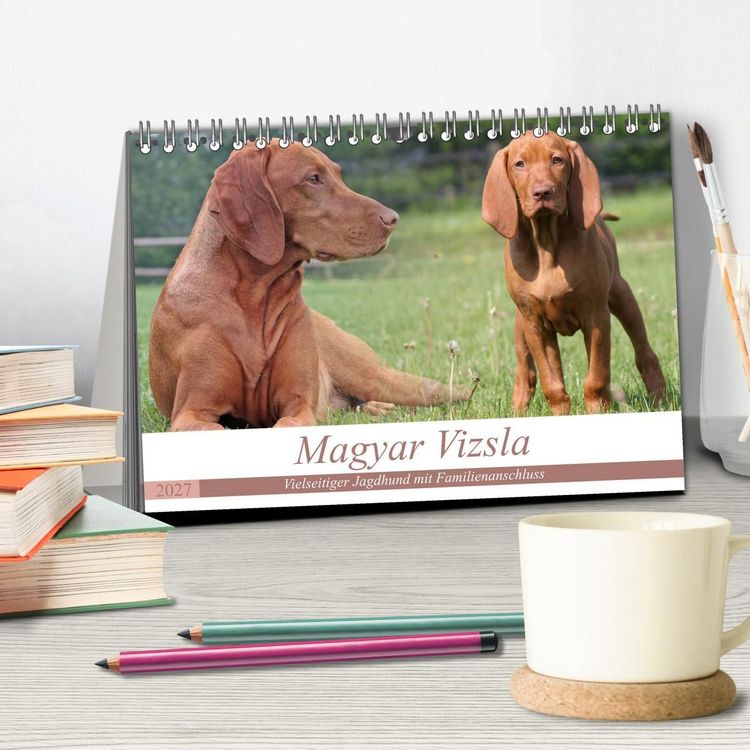 Produktbild: Magyar Vizsla - Vielseitiger Jagdhund mit Familienanschluss (Tischkalender 2027 DIN A5 quer), CALVENDO Monatskalender