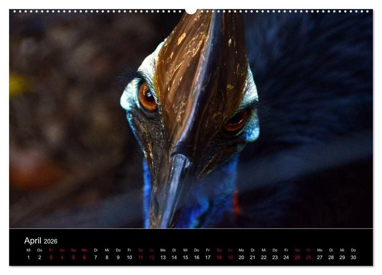 Produktbild: Australian Wildlife (hochwertiger Premium Wandkalender 2026 DIN A2 quer), Kunstdruck in Hochglanz