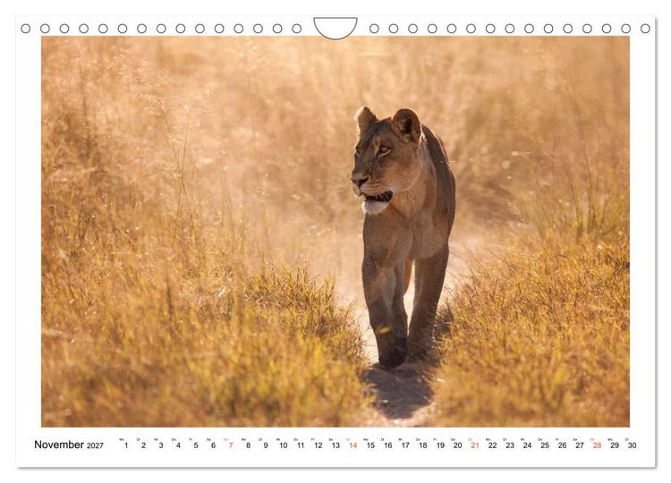 Produktbild: Afrika Wildlife-Fotografien (Wandkalender 2027 DIN A4 quer), CALVENDO Monatskalender
