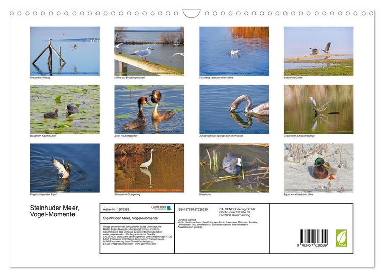 Produktbild: Steinhuder Meer, Vogel-Momente (Wandkalender 2026 DIN A3 quer), CALVENDO Monatskalender
