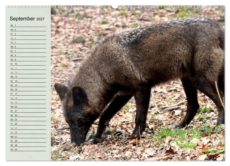 Produktbild: Im Rudel Zuhause - Der Wolf (hochwertiger Premium Wandkalender 2027 DIN A2 quer), Kunstdruck in Hochglanz
