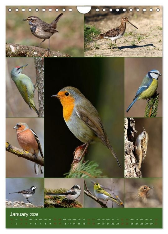 Produktbild: 78 Birds (Wall Calendar 2026 DIN A4 portrait), CALVENDO 12 Month Wall Calendar