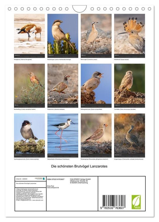 Produktbild: Die sch&ouml;nsten Brutv&ouml;gel Lanzarotes (Wandkalender 2027 DIN A4 hoch), CALVENDO Monatskalender