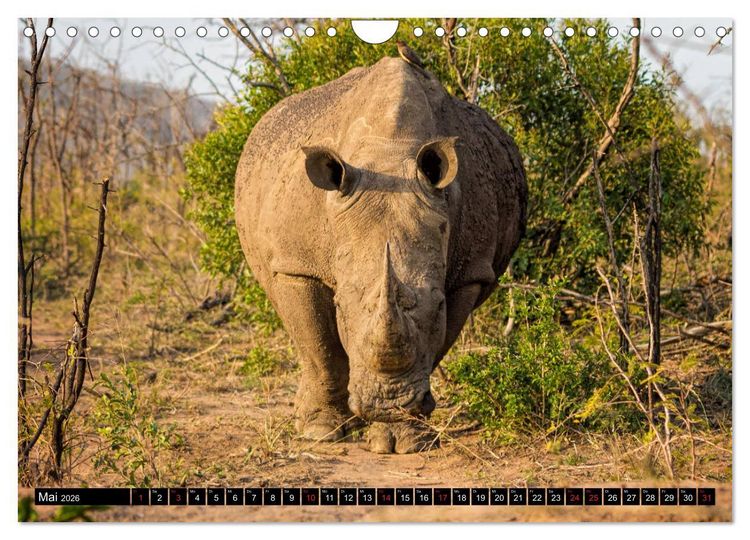 Produktbild: Afrikas Tierwelt: Nash&ouml;rner (Wandkalender 2026 DIN A4 quer), CALVENDO Monatskalender