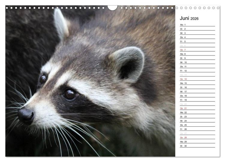 Produktbild: Der kleine R&auml;uber mit Maske - Waschb&auml;ren (Wandkalender 2026 DIN A3 quer), CALVENDO Monatskalender