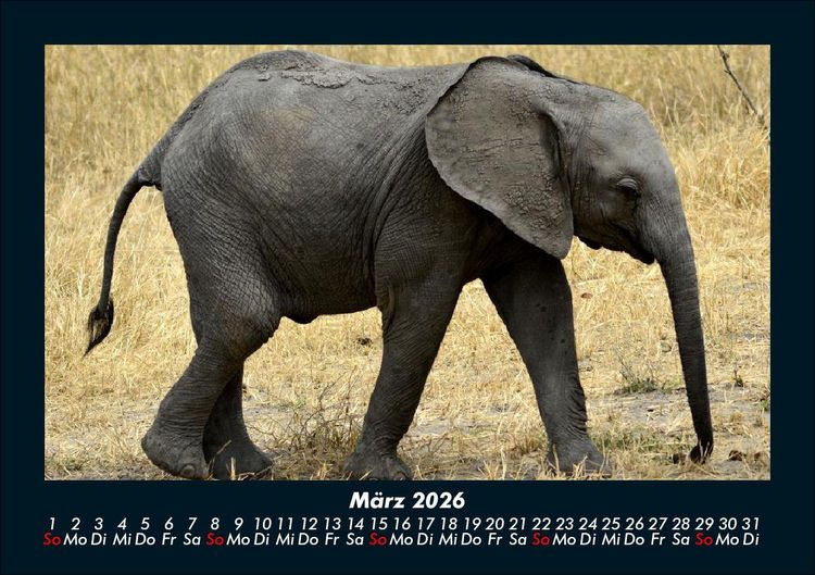 Produktbild: Der Elefantenkalender 2026 Fotokalender DIN A5