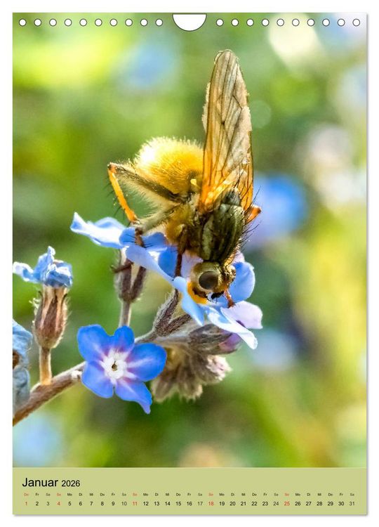 Produktbild: INSEKTENWELT - Heimische N&uuml;tzlinge ganz nah (Wandkalender 2026 DIN A4 hoch), CALVENDO Monatskalender