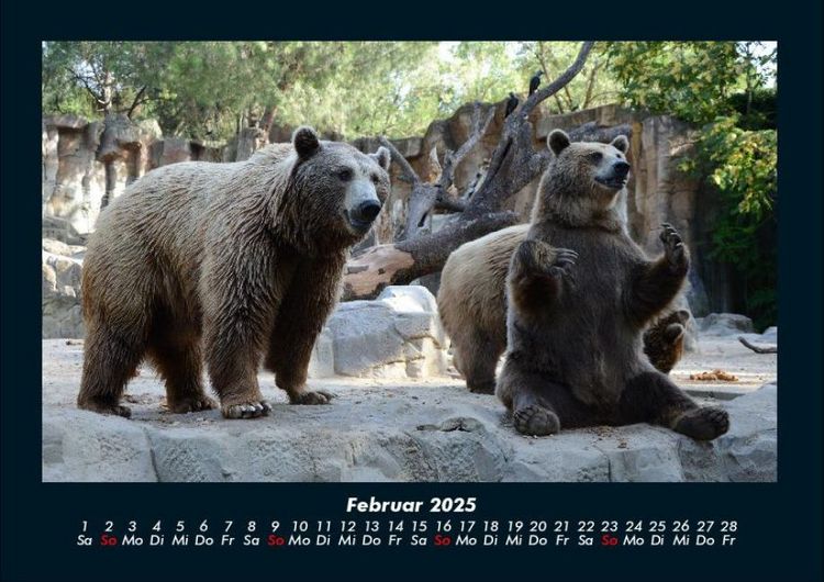 Produktbild: Der Tierkalender 2025 Fotokalender DIN A4