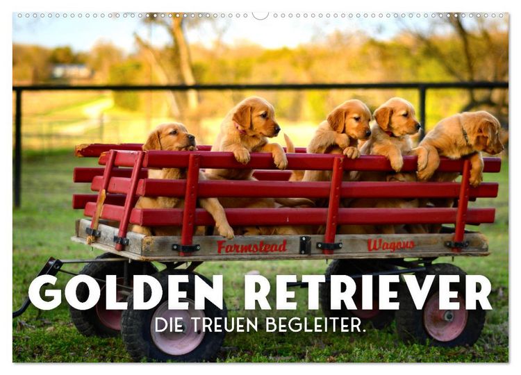 Produktbild: Golden Retriever - Die treuen Begleiter. (Wandkalender 2026 DIN A2 quer), CALVENDO Monatskalender