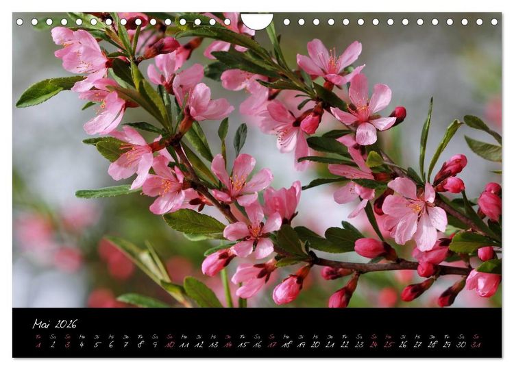Produktbild: Zeit der Natur - Ein Augenblick zur Ewigkeit (Wandkalender 2026 DIN A4 quer), CALVENDO Monatskalender