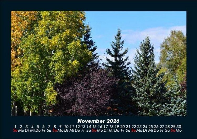 Produktbild: B&auml;ume 2026 Fotokalender DIN A5