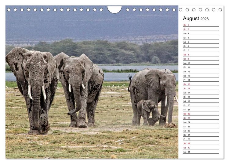 Produktbild: Elefanten . Wildlife in Kenia (Wandkalender 2026 DIN A4 quer), CALVENDO Monatskalender