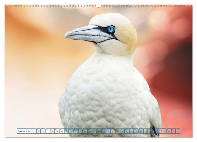Produktbild: Die bunte Welt der V&ouml;gel (hochwertiger Premium Wandkalender 2026 DIN A2 quer), Kunstdruck in Hochglanz