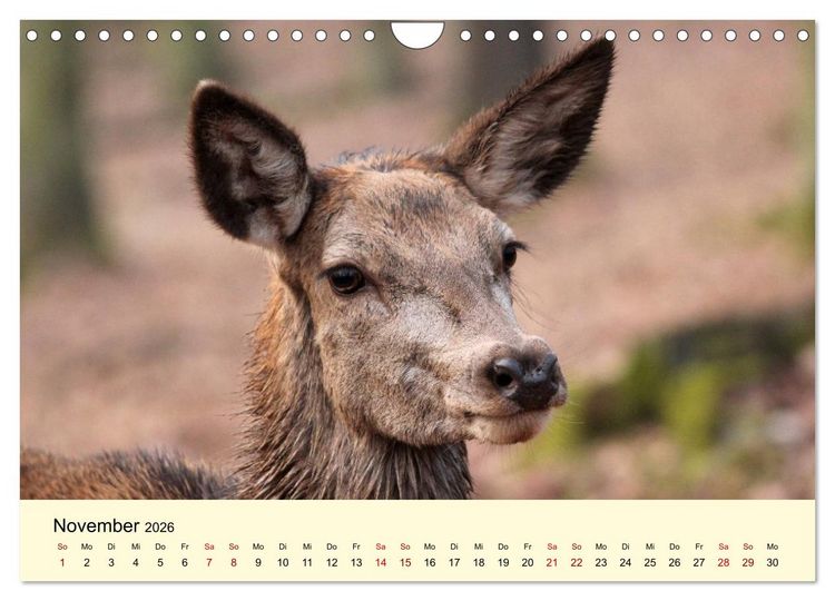 Produktbild: Der Rothirsch - Der K&ouml;nig in unseren W&auml;ldern (Wandkalender 2026 DIN A4 quer), CALVENDO Monatskalender