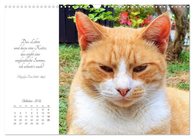 Produktbild: Catlovers - Ein Jahr voller Samtpfoten und charmanten Weisheiten (Wandkalender 2026 DIN A3 quer), CALVENDO Monatskalender
