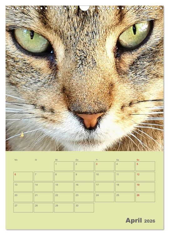 Produktbild: Cat Faces - Charakterstarke Katzengesichter ganz nah (Wandkalender 2026 DIN A3 hoch), CALVENDO Monatskalender