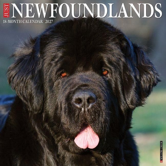Produktbild: Newfoundlands 2027 12 X 12 Wall Calendar