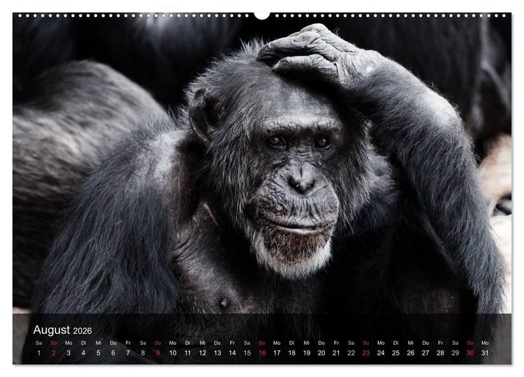 Produktbild: Menschenaffen. Gorillas, Schimpansen, Orang-Utans (Wandkalender 2026 DIN A2 quer), CALVENDO Monatskalender