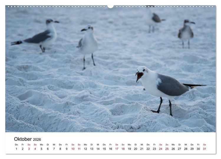 Produktbild: M&ouml;wen am Meer (hochwertiger Premium Wandkalender 2026 DIN A2 quer), Kunstdruck in Hochglanz