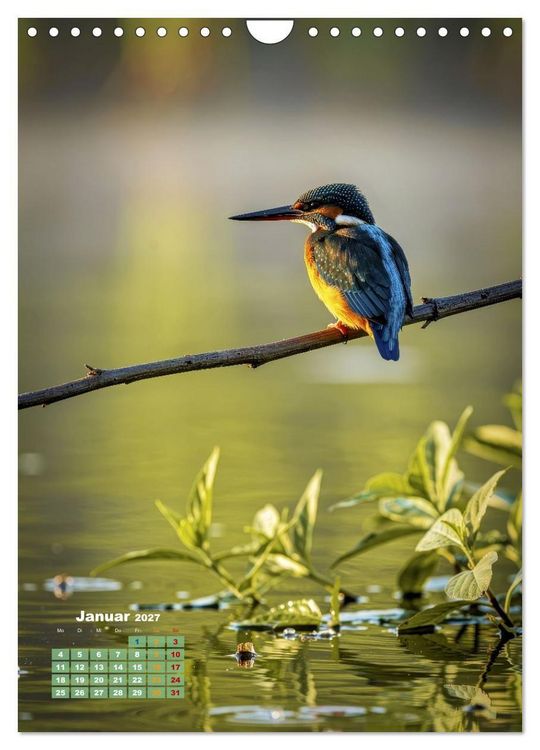 Produktbild: Bunte Eisv&ouml;gel (Wandkalender 2027 DIN A4 hoch), CALVENDO Monatskalender