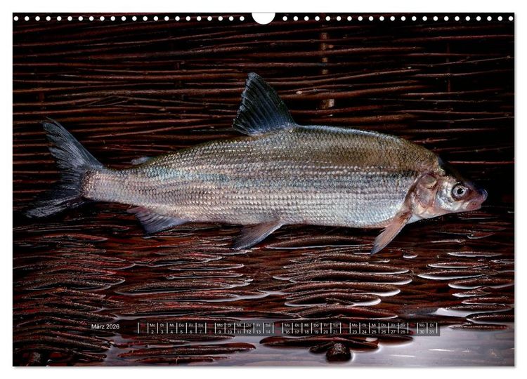 Produktbild: UNSER FISCH. S&Uuml;&szlig;WASSER. (Wandkalender 2026 DIN A3 quer), CALVENDO Monatskalender