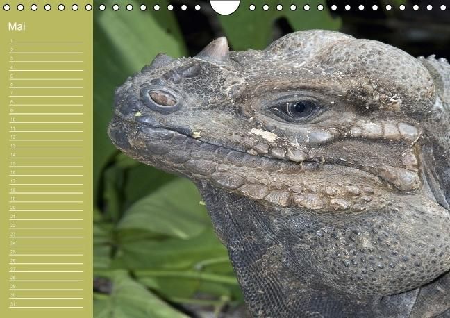 Produktbild: Drachen / Geburtstagskalender (Wandkalender immerw&auml;hrend DIN A4 quer)