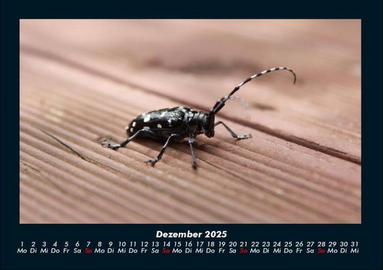 Produktbild: K&auml;fer 2025 Fotokalender DIN A4