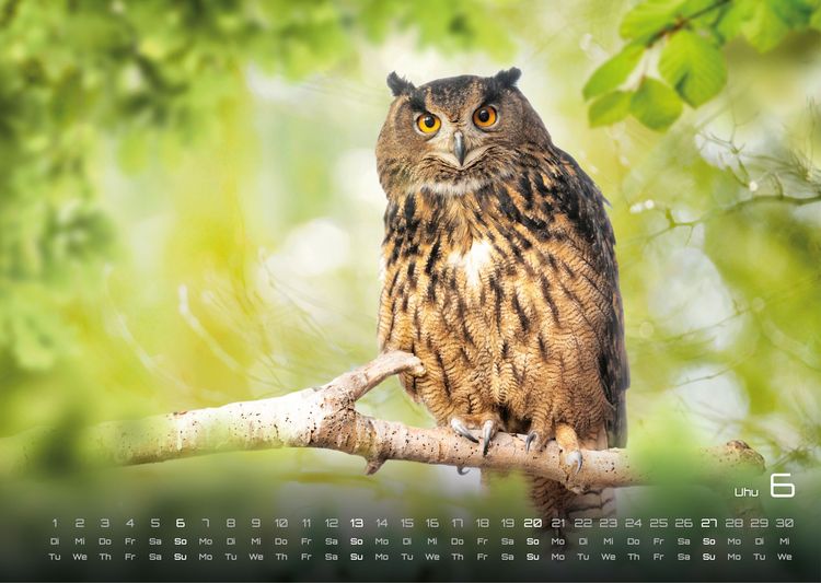 Produktbild: Waldtiere - Heimische Waldbewohner - Der Tierkalender - 2027 - Kalender DIN A3