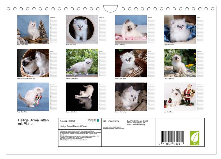 Produktbild: Heilige Birma Kitten mit Planer (Wandkalender 2026 DIN A4 quer), CALVENDO Monatskalender