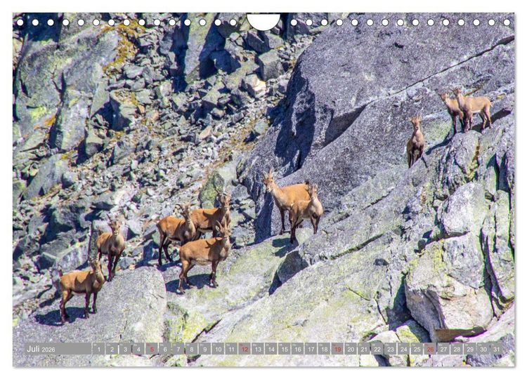 Produktbild: Waidmannsheil und Waidmannsdank (Wandkalender 2026 DIN A4 quer), CALVENDO Monatskalender