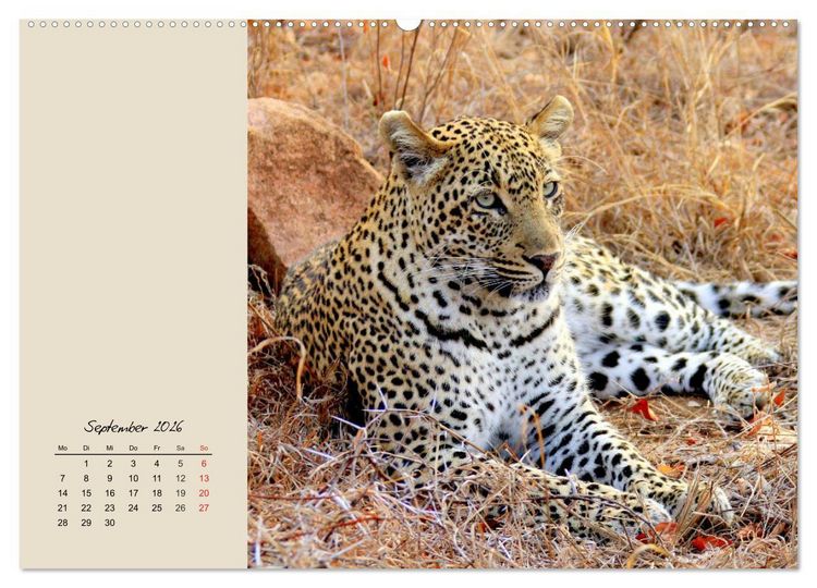 Produktbild: Leoparden. Geschmeidig, kr&auml;ftig und klug (Wandkalender 2026 DIN A2 quer), CALVENDO Monatskalender