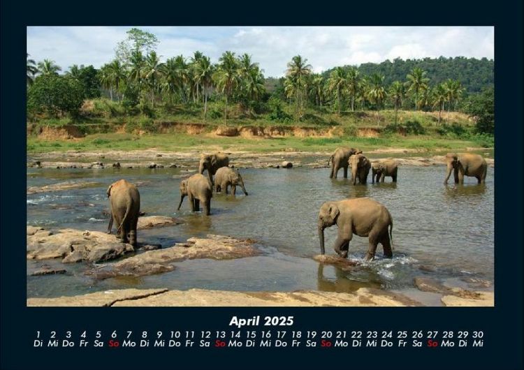 Produktbild: Welt der Tiere 2025 Fotokalender DIN A4