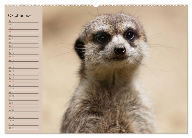 Produktbild: Erdm&auml;nnchen (Wandkalender 2026 DIN A2 quer), CALVENDO Monatskalender