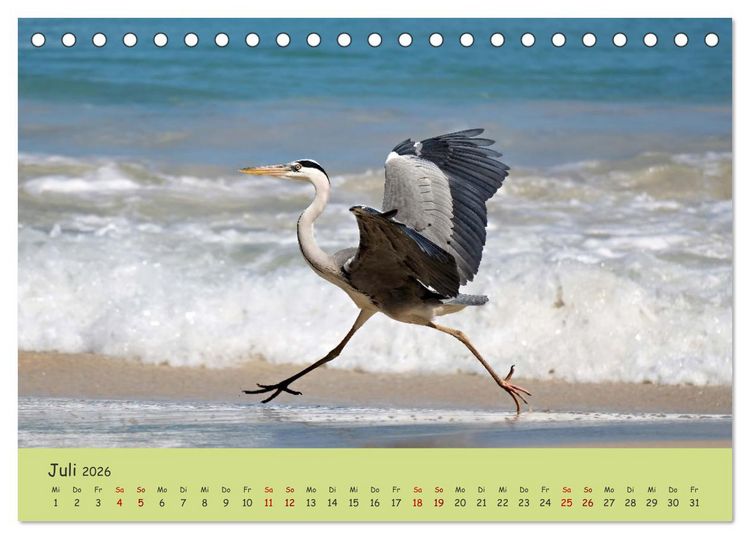 Produktbild: Gefiederte Sch&ouml;nheiten Ostafrikas (Tischkalender 2026 DIN A5 quer), CALVENDO Monatskalender