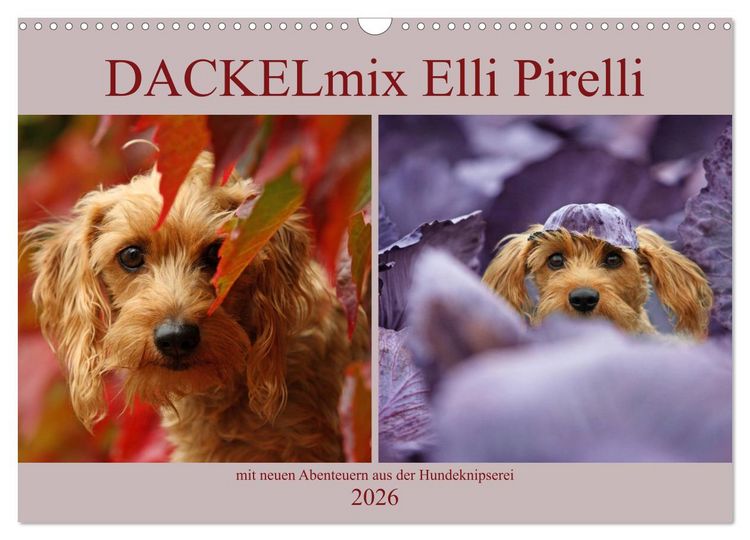 Produktbild: DACKELmix Elli Pirelli (Wandkalender 2026 DIN A3 quer), CALVENDO Monatskalender